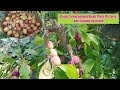 Panen buah plum Victoria || Berkebun di Inggris & Hidup Minimalis di Eropa ||