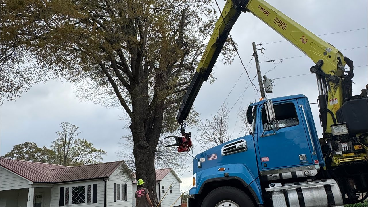 Removing a 100 year old Oak Tree - YouTube