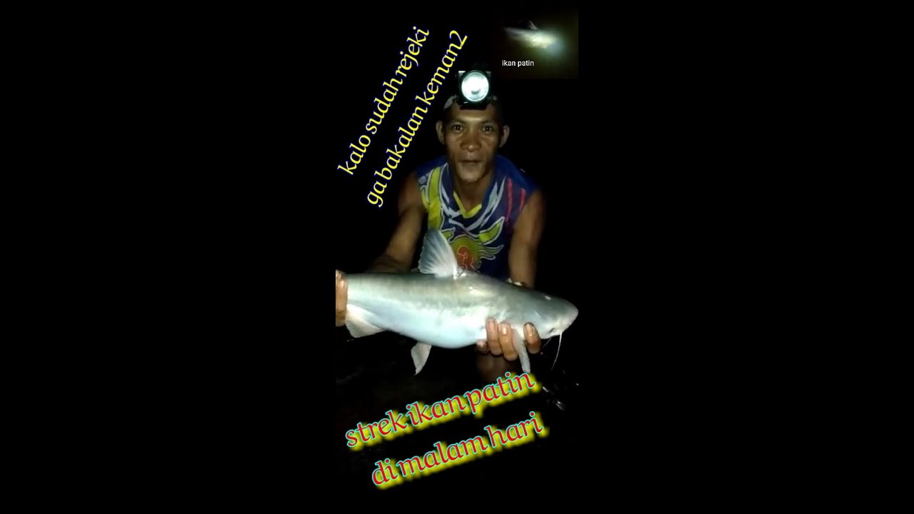 Rejeki mancing di malam hari.. strek ikan patin alas