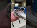 Jawless alligator ‘Jaw-lene’ finds a new home at a Florida wildlife park #shorts