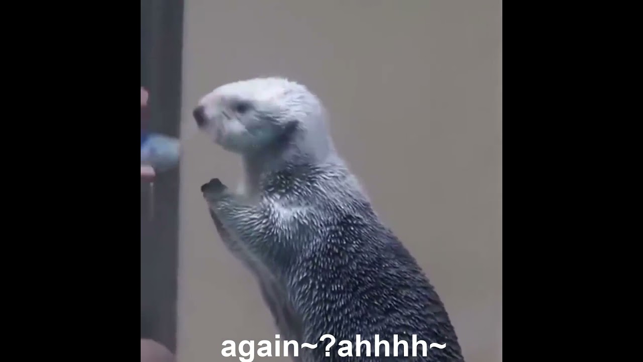Cute sea otter reaction to check up~~