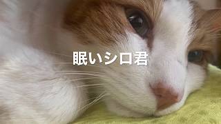 シロ君が眠るまで。
