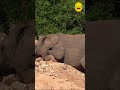 An elephant climbs a hill in the jungle  naturelax