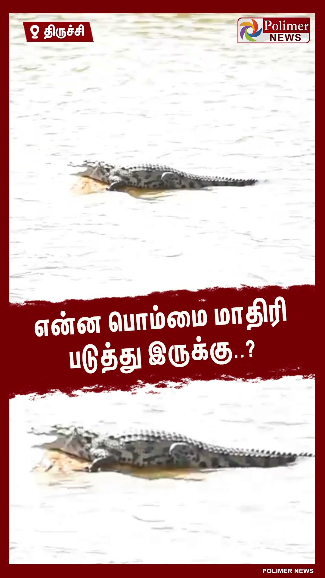 என்ன பொம்மை மாதிரி படுத்து இருக்கு..? #shorts | #crocodile