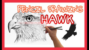 Realistic Drawing of Hawk Tutorial