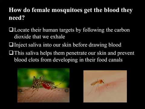 G11_English_Chapter_11_Mosquitoes