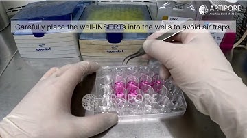 Well-INSERT_03: Cell Seeding and Culture