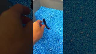 Whale shark toy down slide