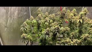 Both tents for the Grow Strong cup grow off!!!@gorillagrowtent