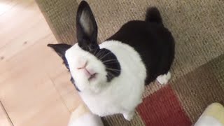 Rabbit learns he has a tapeworm prank