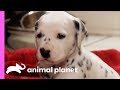 Fireman Becomes New Owner Of A Lovable Dalmatian | Too Cute! の動画、YouTube動画。