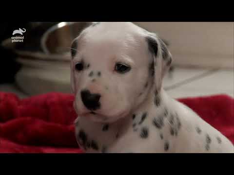 Fireman Becomes New Owner Of A Lovable Dalmatian Too Cute 