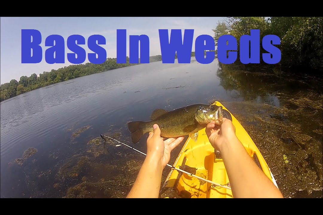 Pond Bass and Under Water Footage! YouTube