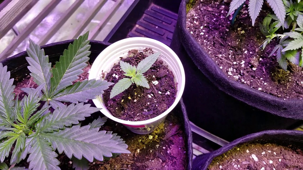 MY BIGGEST GROW EVER!!! Autoflower and Photoperiod *Beginner Grower*