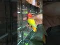 Lovebird Lutino Opaline Lovebirds Parrot Bird Pakistan Fischer Lovebird Lutino Opaline Lovebirds Parrot Bird Pakistan Fischer