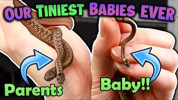 Our Smallest Snakes had BABIES!!