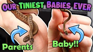Our Smallest Snakes had BABIES!!