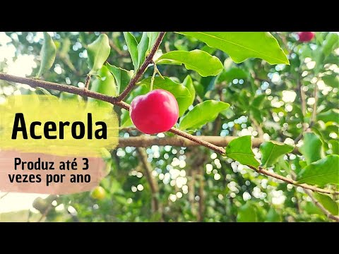 Cultivo e produção
