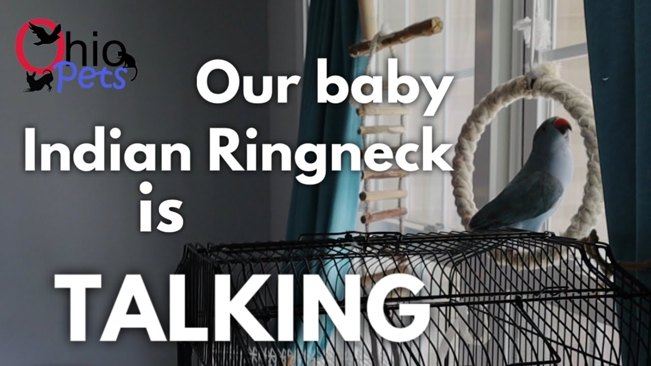Our Indian ringneck parrot is talking! Baby Zelda says her FIRST WORDS!