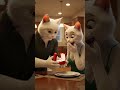 Cat cheet her husband #viralclipe ##viralvideo