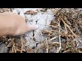 Consequences of Drought | The South of Belarus | Village Life | It Smells like Autumn