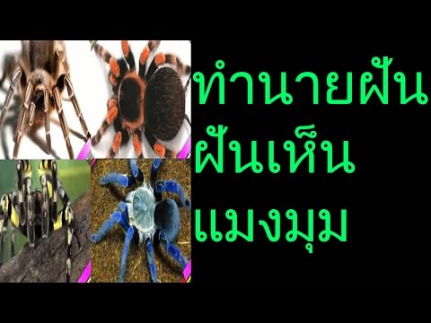 ฝันเห็นแมงมุม (พร้อมเลขเด็ด)