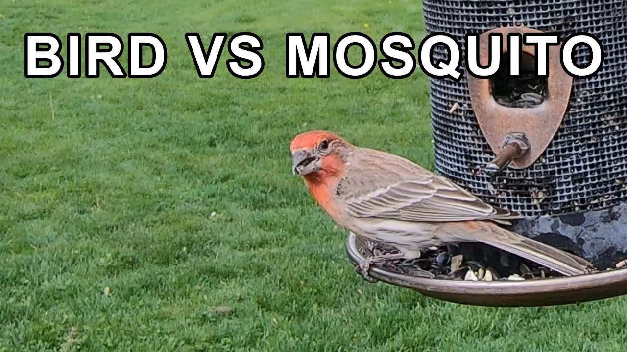 Mosquito Killer: Building A Birdhouse