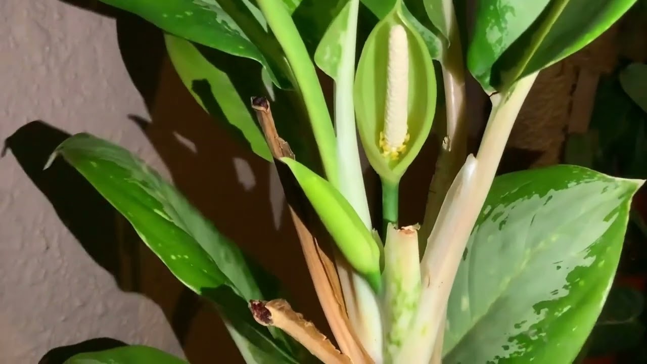 pesticide for house plant Instant Plant Protection