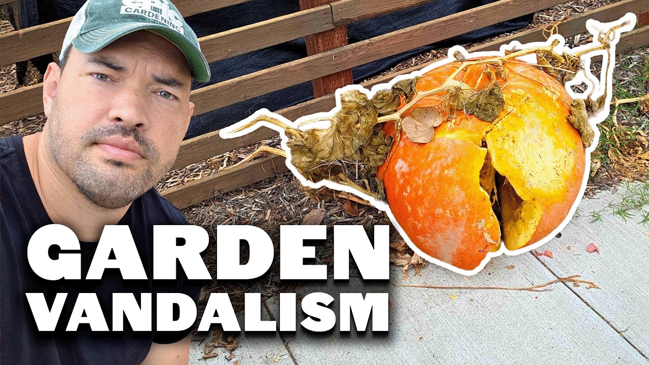 Мои тыквы РАЗБИЛИСЬ...🎃