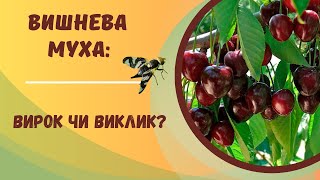 Як рятувати черешню (вишню) від вишневої мухи:  заходи, препарати, пастки