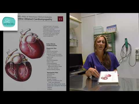 Vídeo: Inflamació Del Sac Cardíac (pericarditis) En Gats