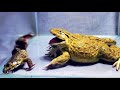 OMG!! Asian Bullfrog Eats Big Frog And Scorpion!