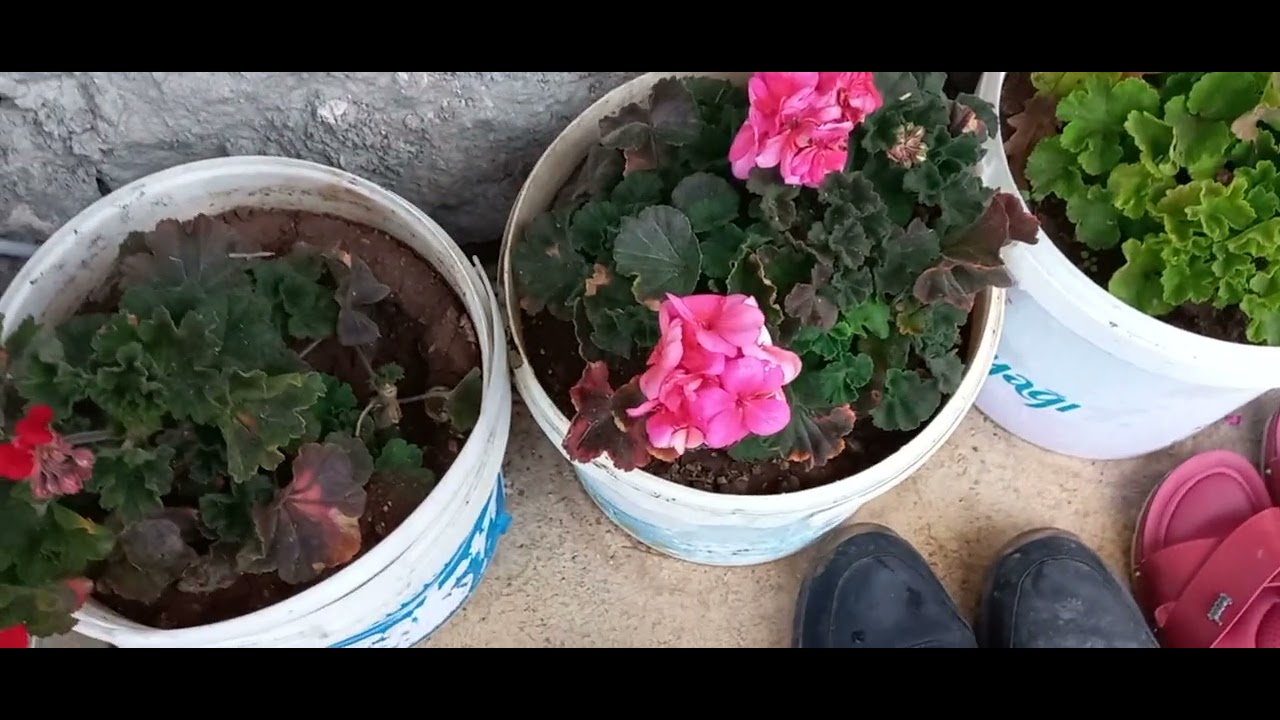 LAVANTALAR , CEYLANGÖZÜ , KARAGÜL NE ARARSANIZ VAR BU BAHÇEDE