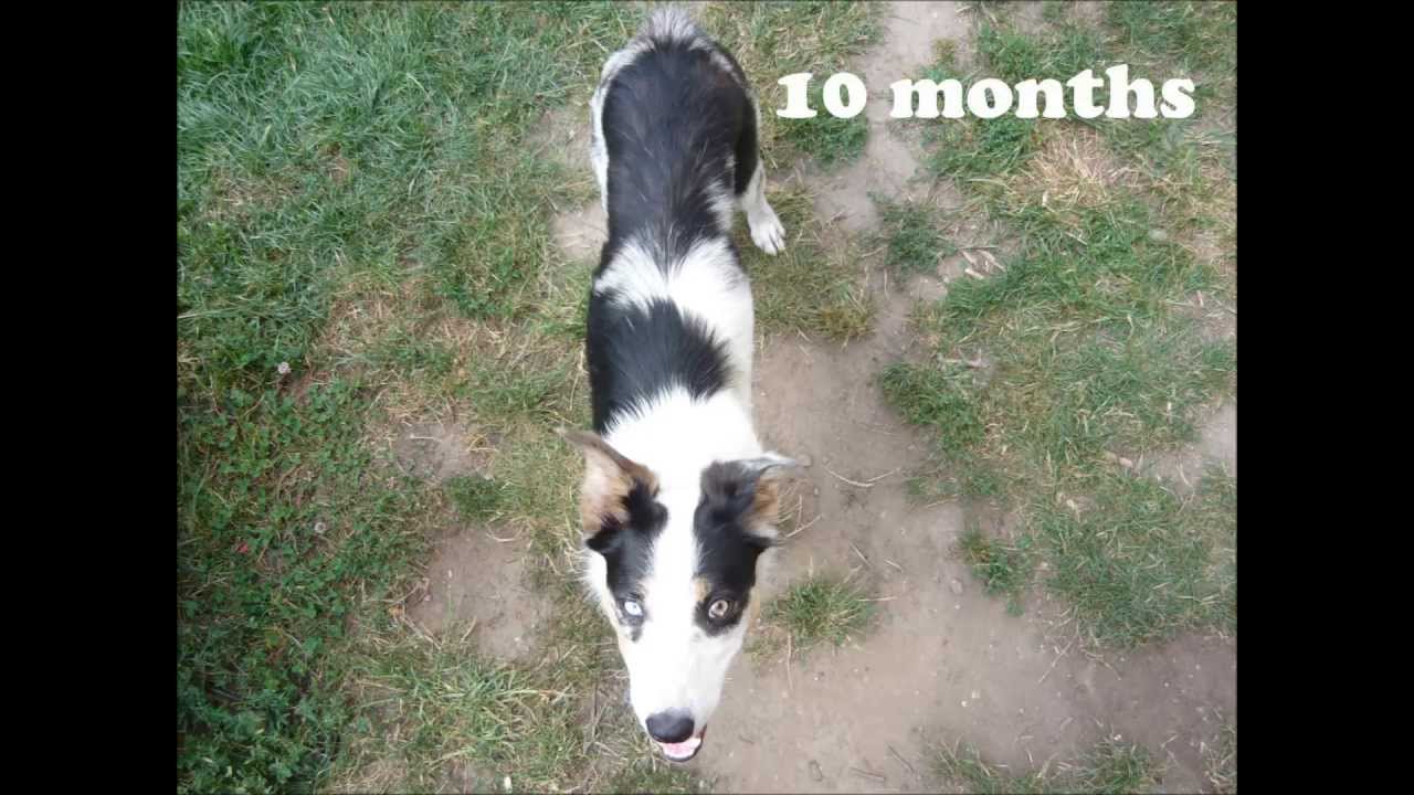 Border Collie Puppy Growth Chart