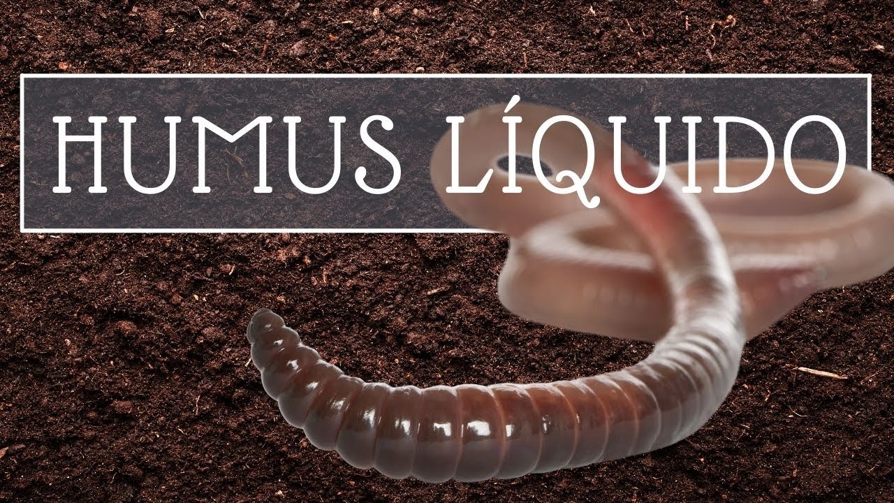 Lixiviado de vermicompost. Humus liquido de lombriz
