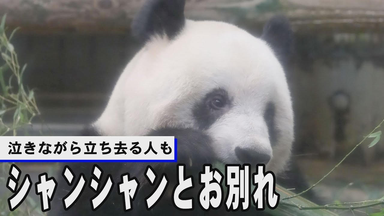 シャンシャンとお別れ、泣きながら立ち去る人も　上野動物園