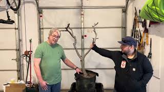 Fig Tree root ball cutting and winter up potting.