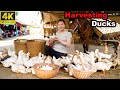 72 Hours Harvesting 1000+ Ducks 🦆 Selling at Village Market & Cooking Traditional Braised Duck!