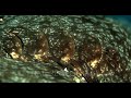 An extreme close up of the gills opening and closing of a tassled wobbegong shark eucrossorhinus