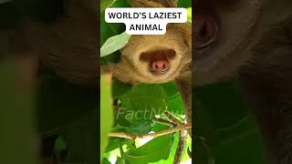 The Laziest Animal on Earth Takes 30 Days to Digest a Leaf! 😳🦥 #shorts