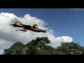 Hornbill fly by in slowmotion