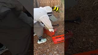 Transferring the bee nuc to our backyard hive 🐝