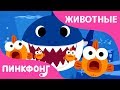 Акулёнок | Песни про Животных | Пинкфонг Песни для Детей