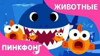 Акулёнок | Песни про Животных | Пинкфонг Песни для Детей