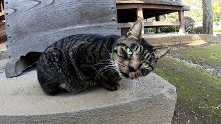 お寺の賽銭箱の前でモフりを要求してくる猫