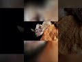 The Fastest Mammal on Earth Isn’t What You Think 🦇💨 #wildlife #bats #animals #mammals