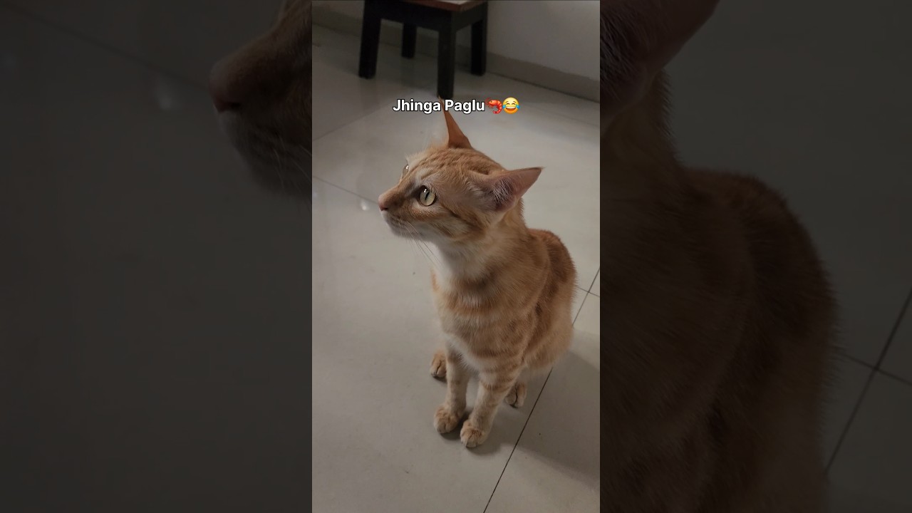 Jhinga paglu simba😂🦐 #catshorts #catlove #catvideos #funnycats #cute #prawns #food #cats #catcare