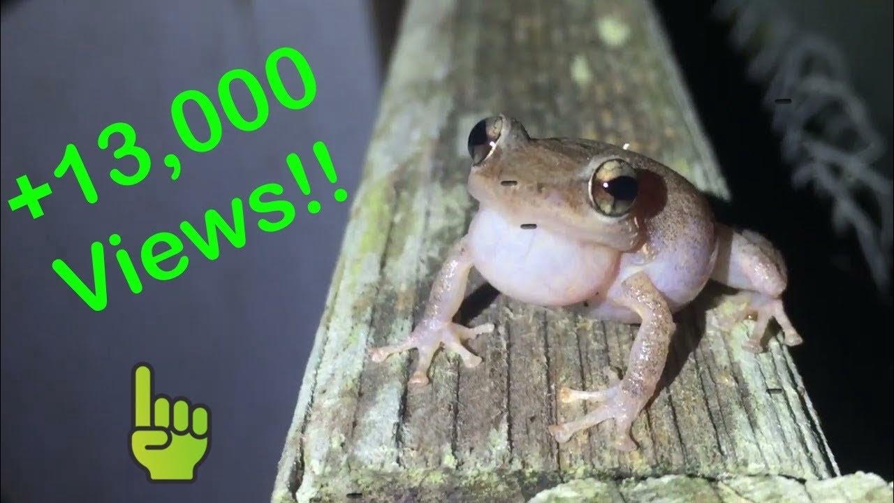 INVASIVE Coqui Frog in Hawaii (Coqui Sounds) YouTube