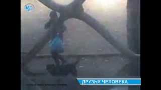 Около школы собаки нападают на людей Около школы собаки нападают на людей