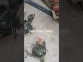 حياتي تتغير أرجوكم غي روا الموضوع اشتركوا طيور